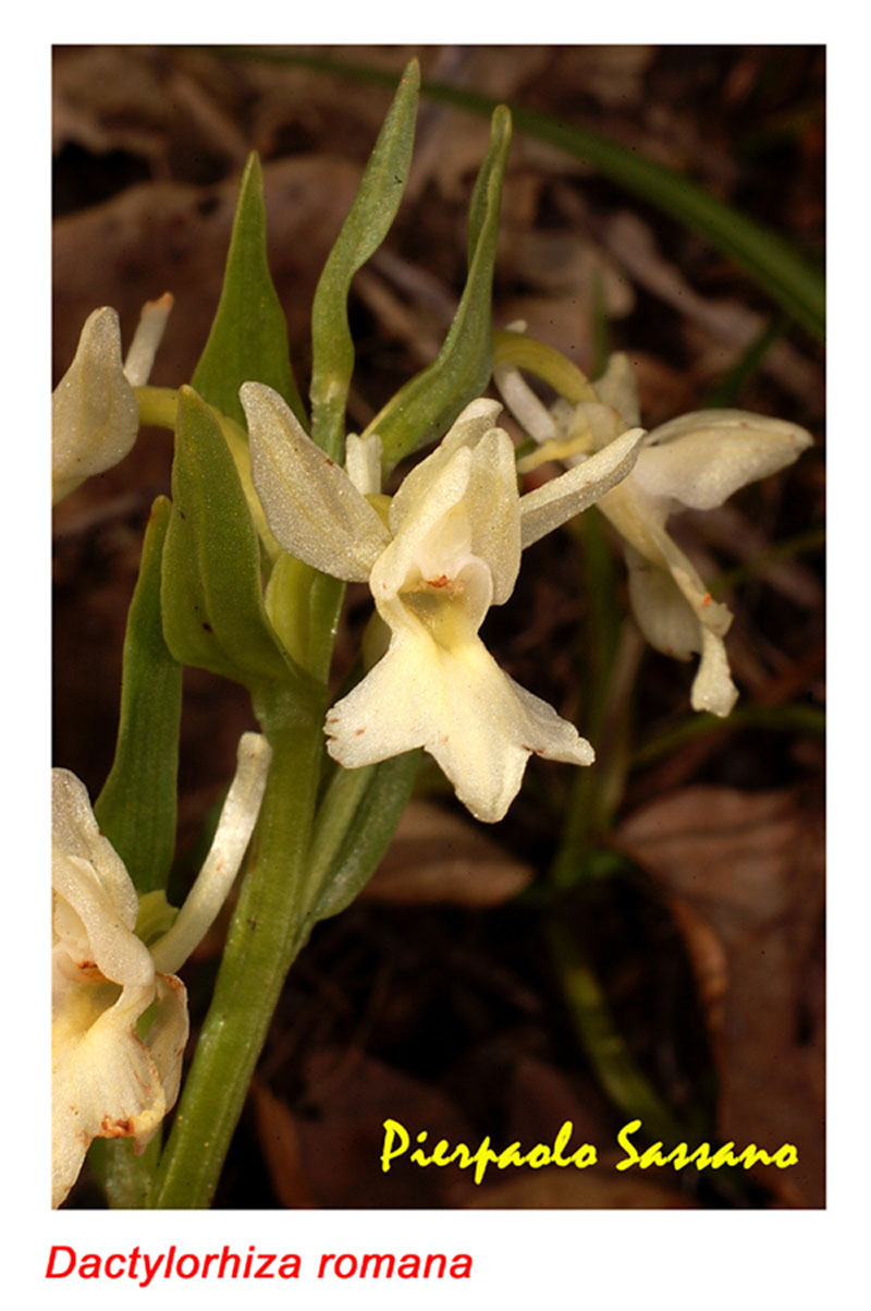 Orchidee del Trasimeno 2008